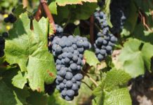 Natječaj za potpore vinarima otvoren do 17. travnja potpore vinarima