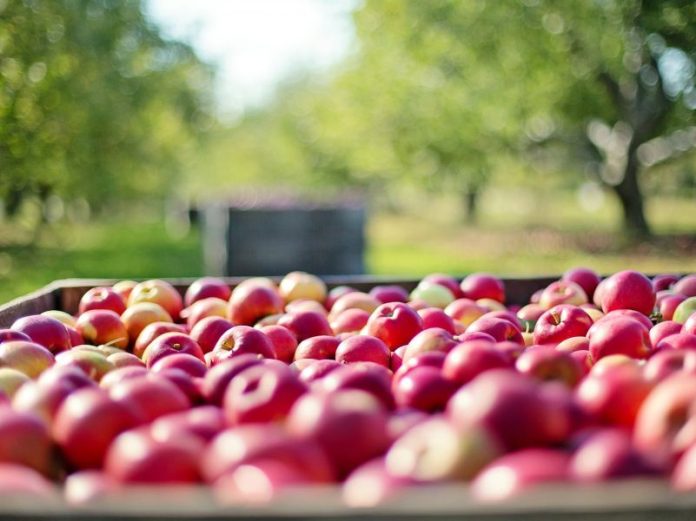 apples-gaa58a8a58_1920