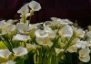 Cvijeće na Floraartu; foto Ivan Marinković