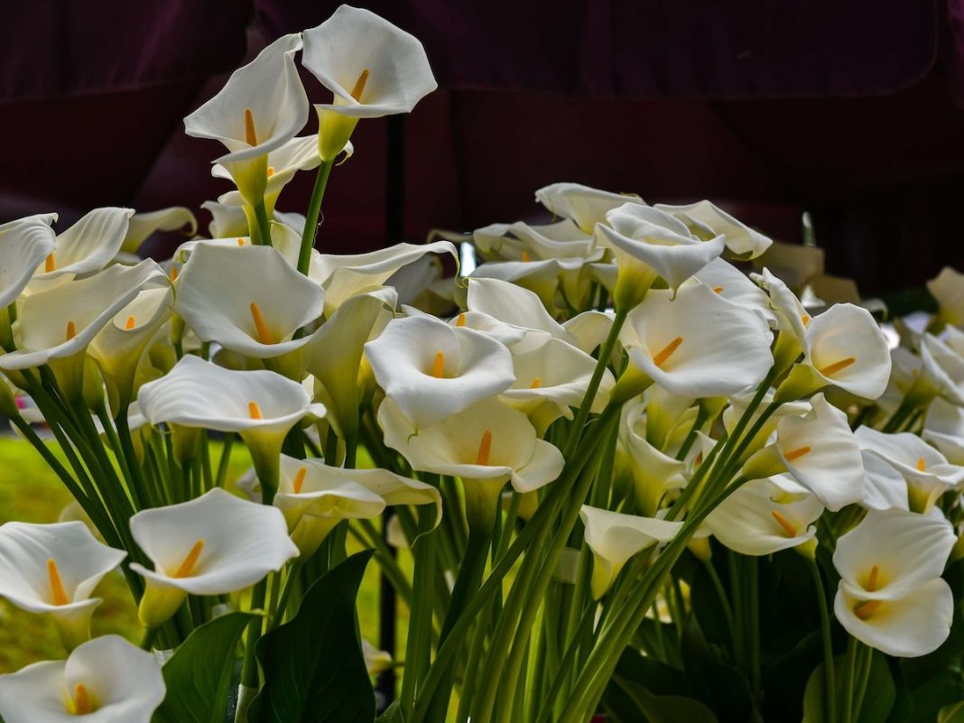 Cvijeće na Floraartu; foto Ivan Marinković
