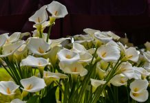 Cvijeće na Floraartu; foto Ivan Marinković