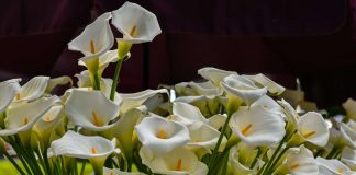 Cvijeće na Floraartu; foto Ivan Marinković