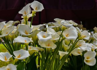 Cvijeće na Floraartu; foto Ivan Marinković