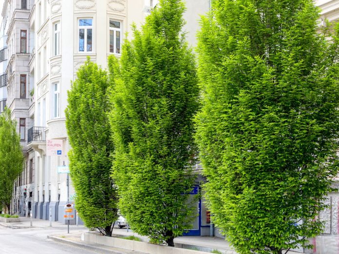Lijeva obala rijeke Wien ozelenjena je © Stadt Wien_Christian Fürthner Beč inicijativa Zbogom asfaltu