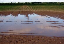 Objavljen novi natječaj za obnovu poljoprivrednog potencijala vrijedan 10 mil. eura obnova poljoprivrednog potencijala